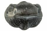 Enrolled Eldredgeops Trilobite Fossil - New York #285645-2